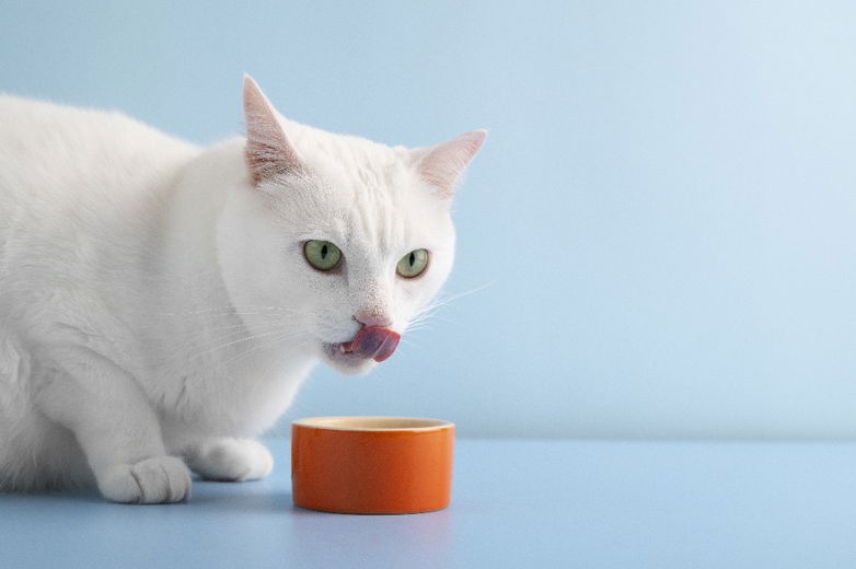 Hoe maak je kattenbrokken aantrekkelijker? Drie ideeën voor jouw kieskeurige eter(s)